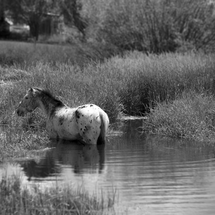 Photograph of a horse standing in water