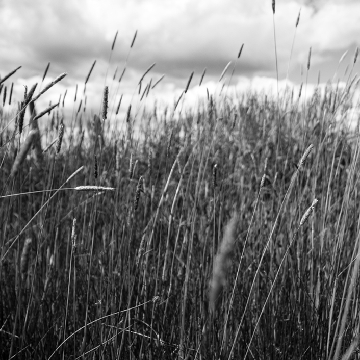 Photograph of tall grass